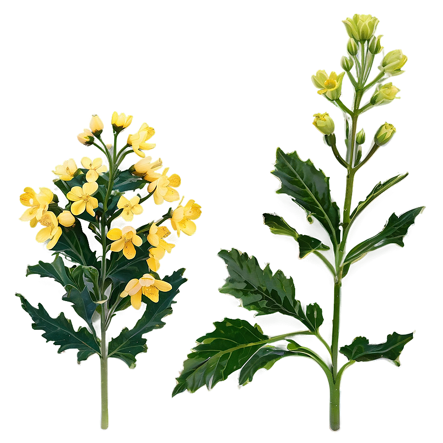 Mustard Flower Png Gbs PNG image