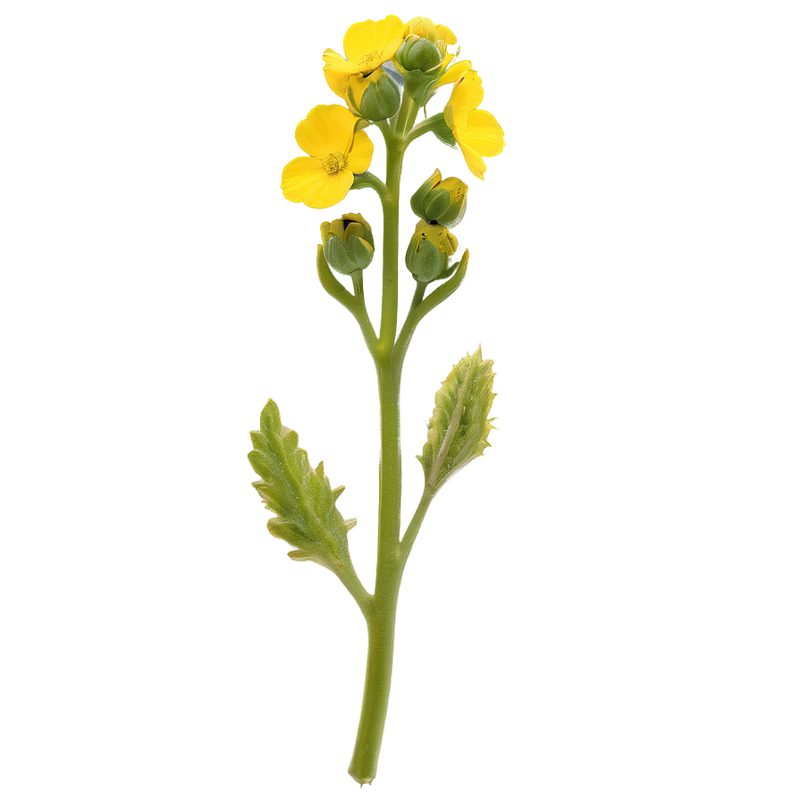 Mustard Flower Png Hqy42 PNG image