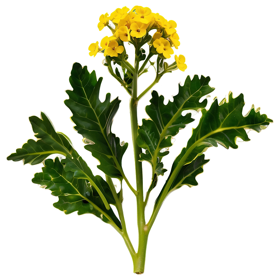 Mustard Plant Png Nna PNG image