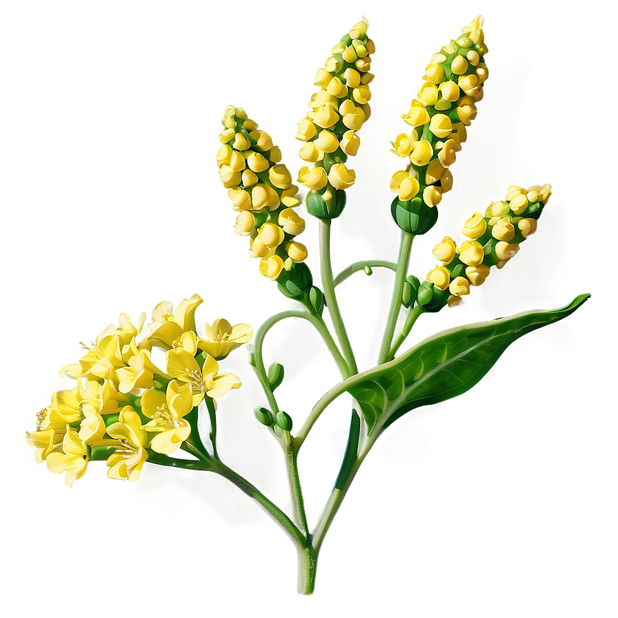 Mustard Seed Flower Png 24 PNG image