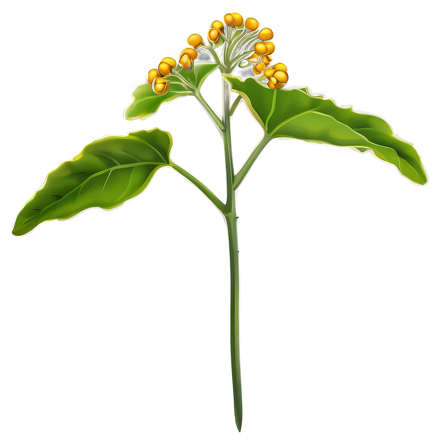 Mustard Seed Plant Png 05242024 PNG image