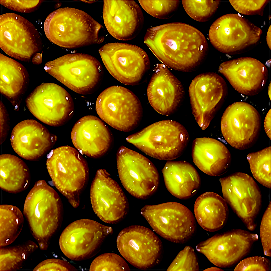 Mustard Seed Png 48 PNG image