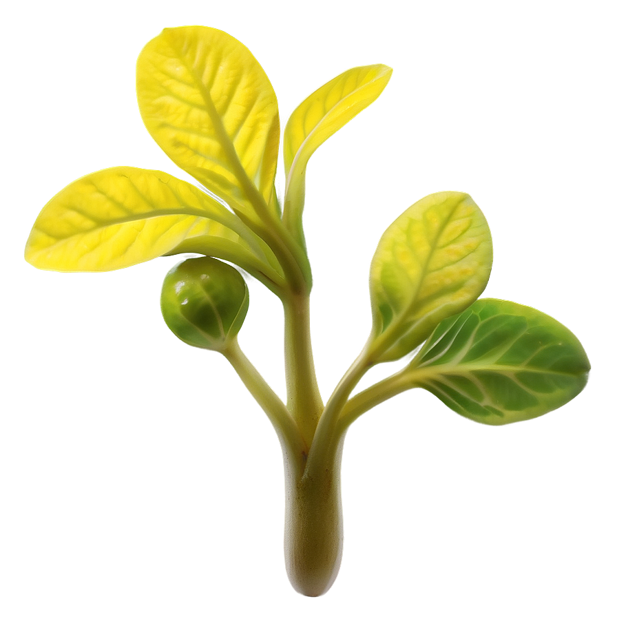 Mustard Seed Sprout Png Ket PNG image