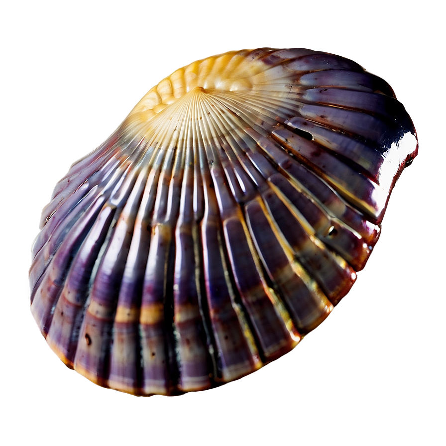 Mysterious Ancient Shell Png Ejd71 PNG image