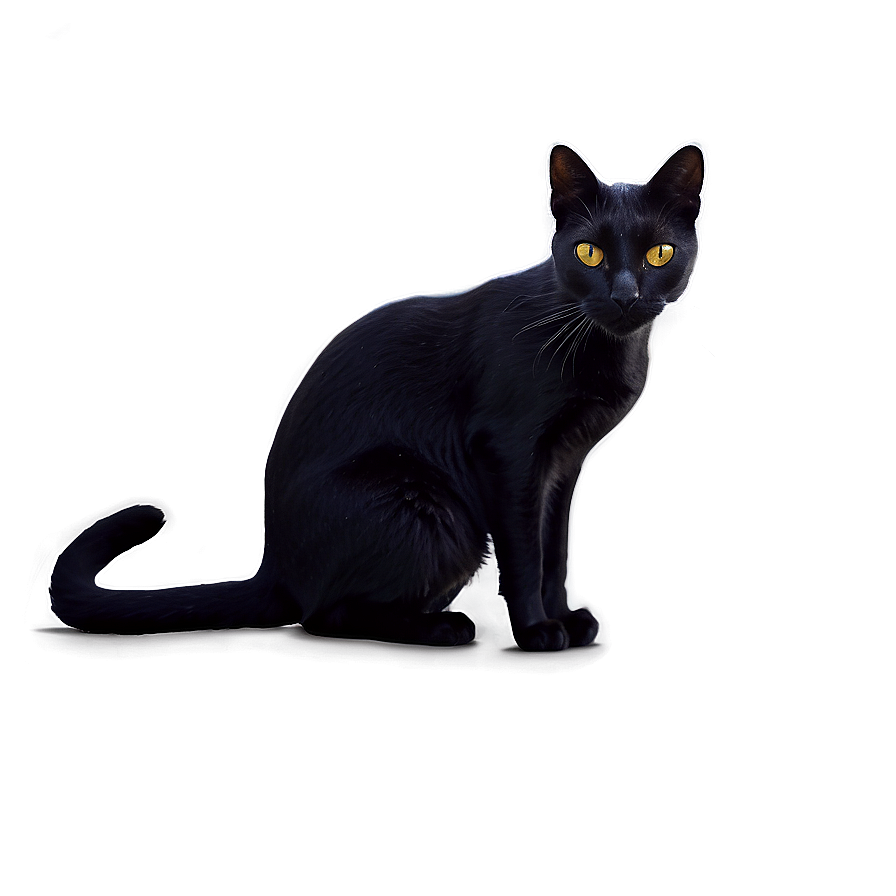 Mysterious Black Cat Png Ywy PNG image