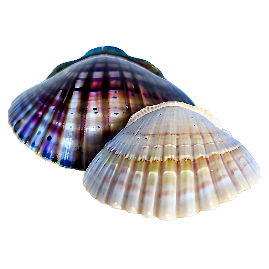 Mystic Seashells Png 19 PNG image