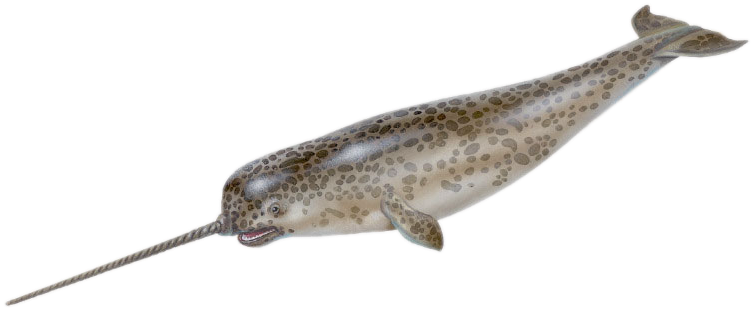 Narwhalwith Tusk Illustration PNG image