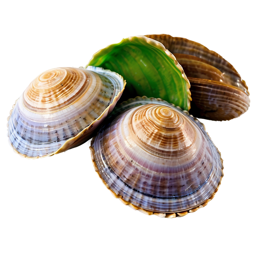 Natural Clam Shell Png Kve PNG image