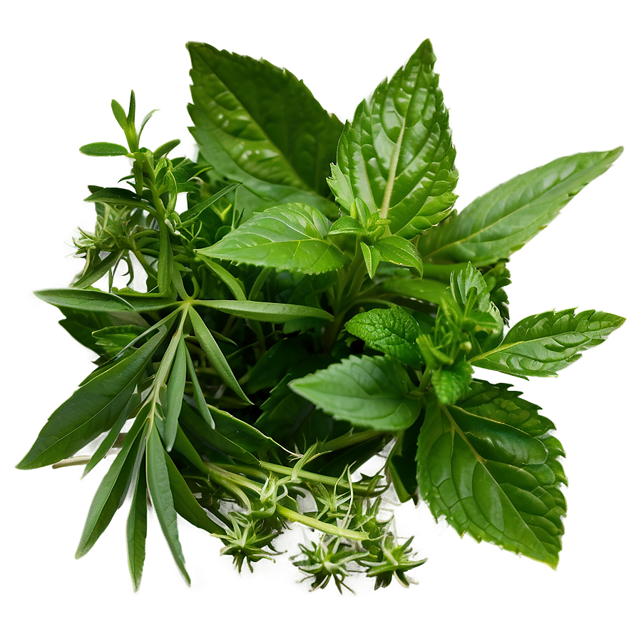 Natural Herb Png 06272024 PNG image