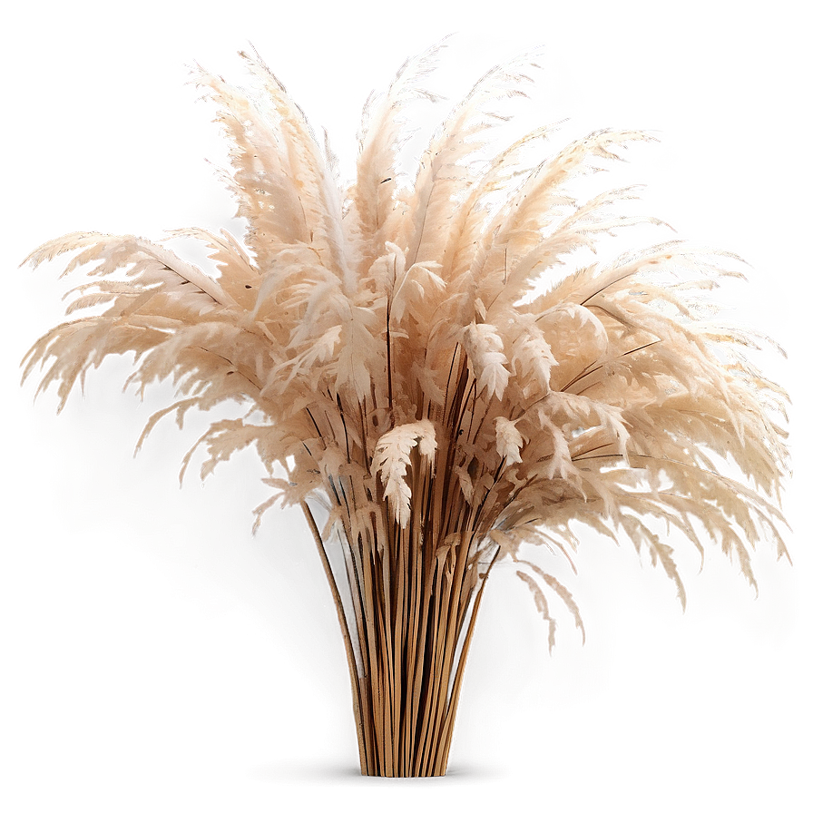 Natural Pampas Grass Png 45 PNG image