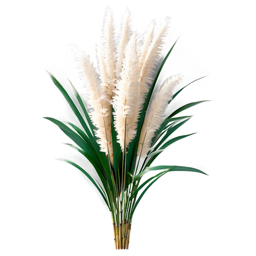 Natural Pampas Grass Png 65 PNG image