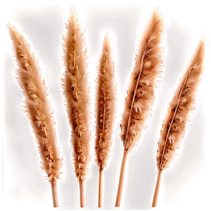 Natural Pampas Grass Png Evr48 PNG image