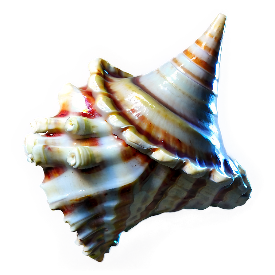 Nautical Conch Shell Png Utr42 PNG image