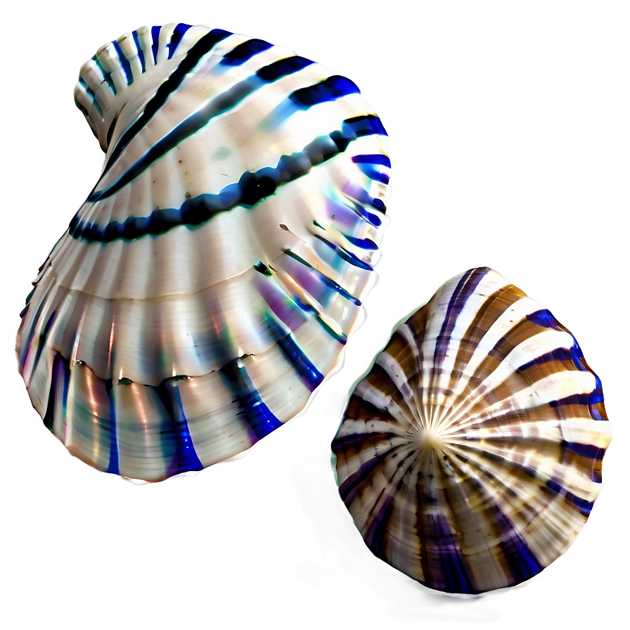 Nautical Seashells Png Qsx66 PNG image