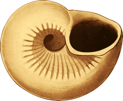 Nautilus Shell Cross Section PNG image