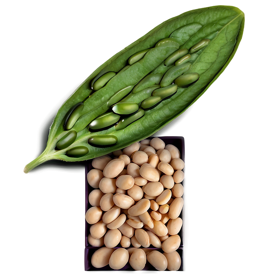 Navy Beans Png 6 PNG image