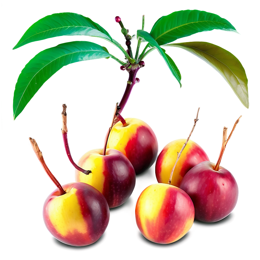 Nectarine Group Png 34 PNG image