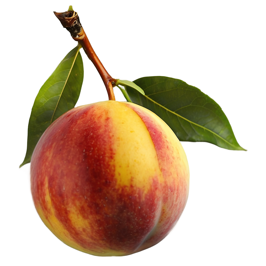 Nectarine On Tree Png 06252024 PNG image