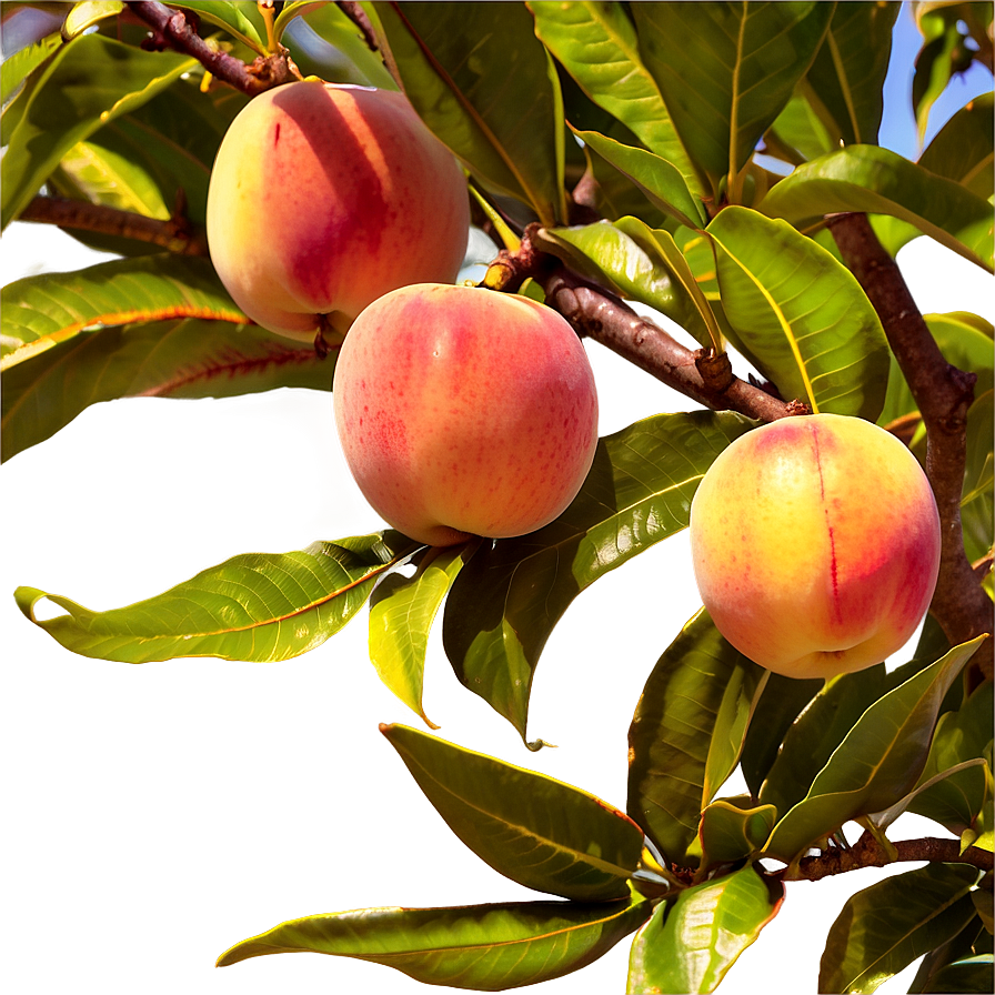 Nectarine Orchard Png Eva PNG image