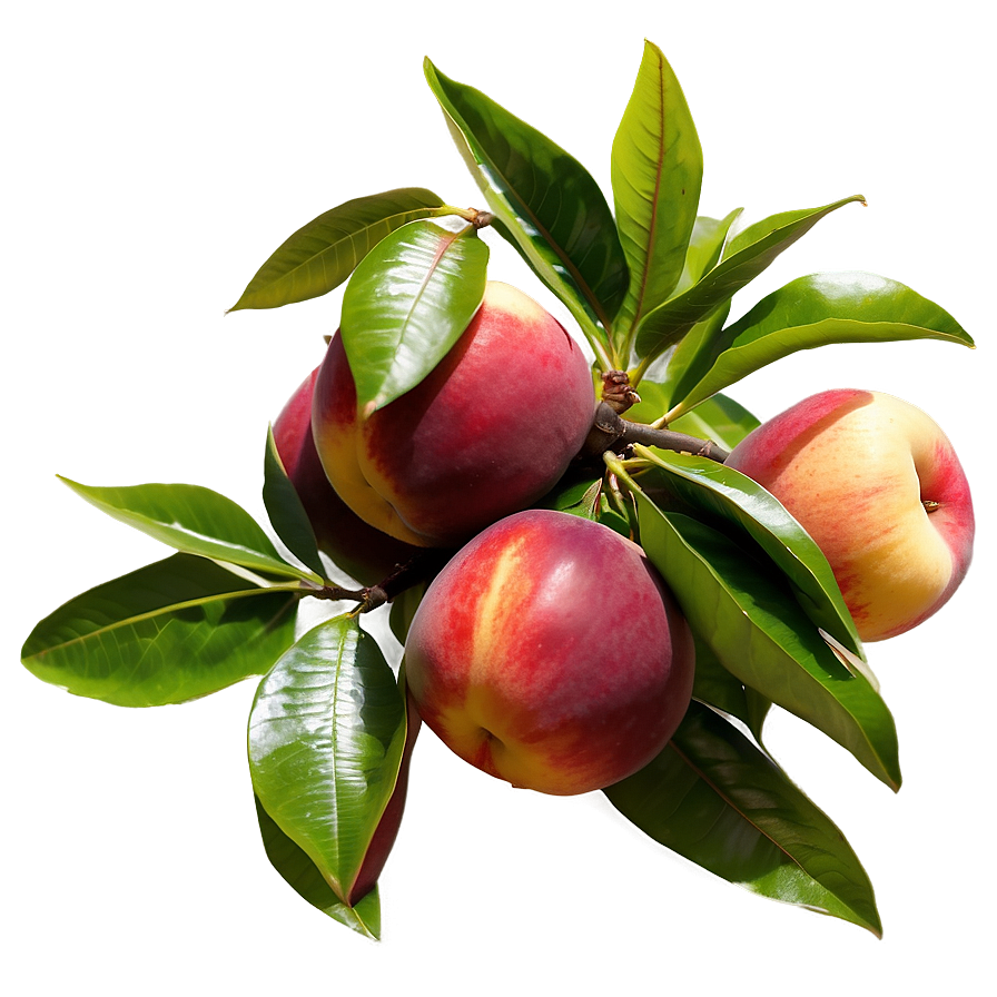 Nectarine Orchard Png Yiw75 PNG image