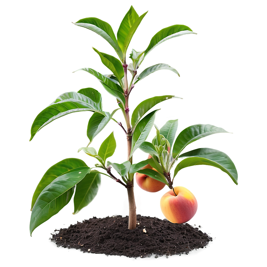 Nectarine Plant Png 06252024 PNG image