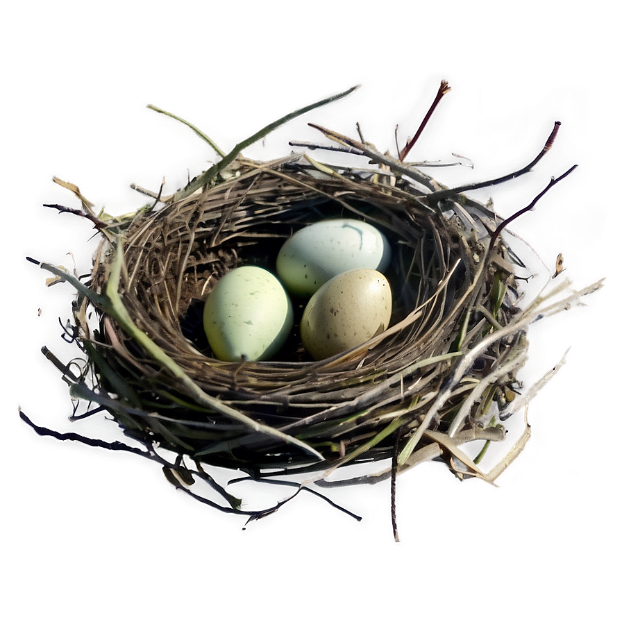 Nest Illustration Png 05252024 PNG image