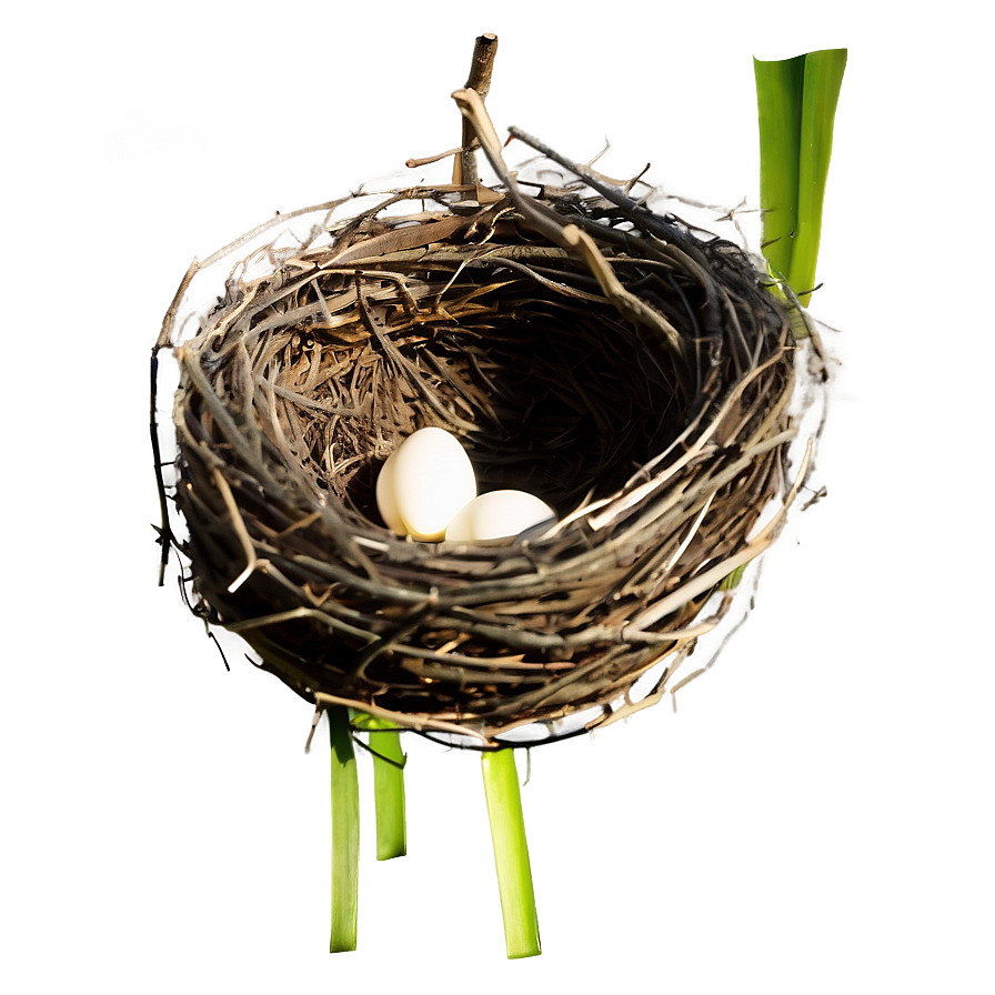 Nest Illustration Png Mjb PNG image