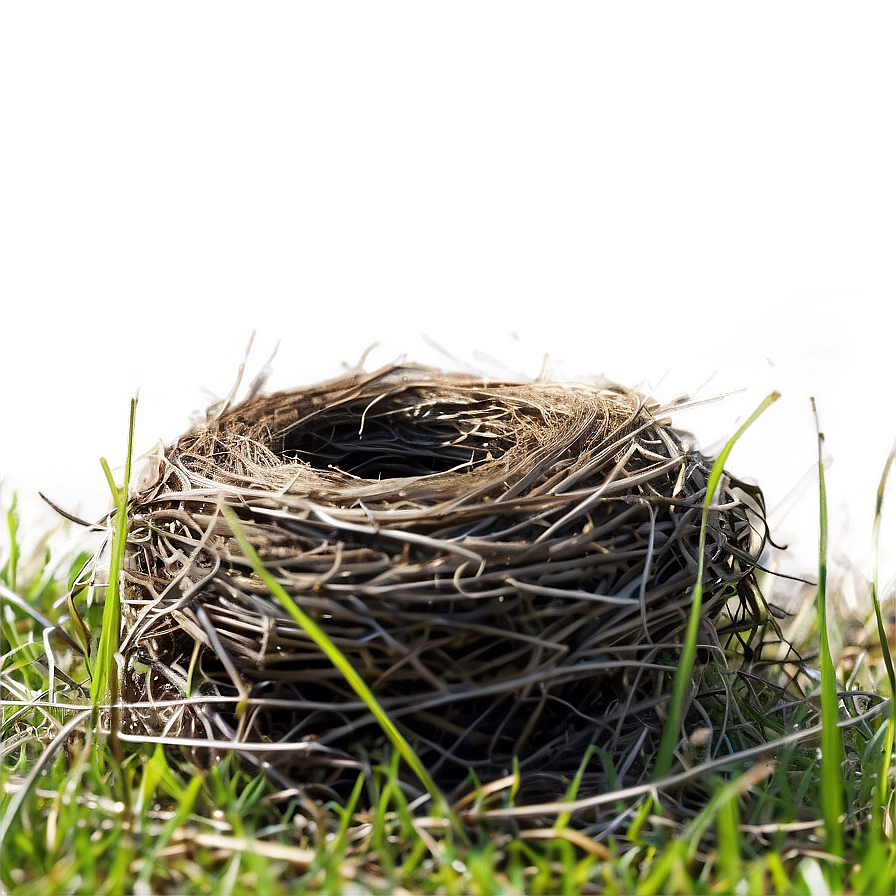 Nest In Meadow Png 86 PNG image