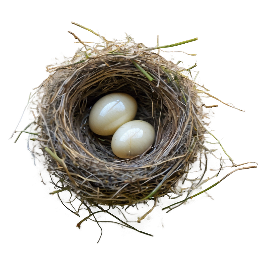 Nest In Sunset Png 17 PNG image