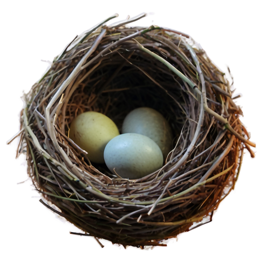 Nest In Sunset Png 56 PNG image