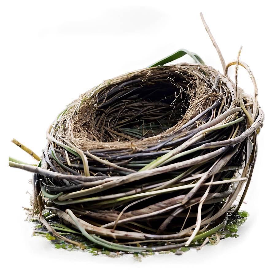 Nest On Ground Png 10 PNG image