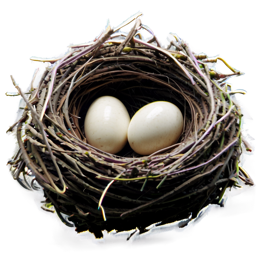 Nest On Ground Png Uxv PNG image