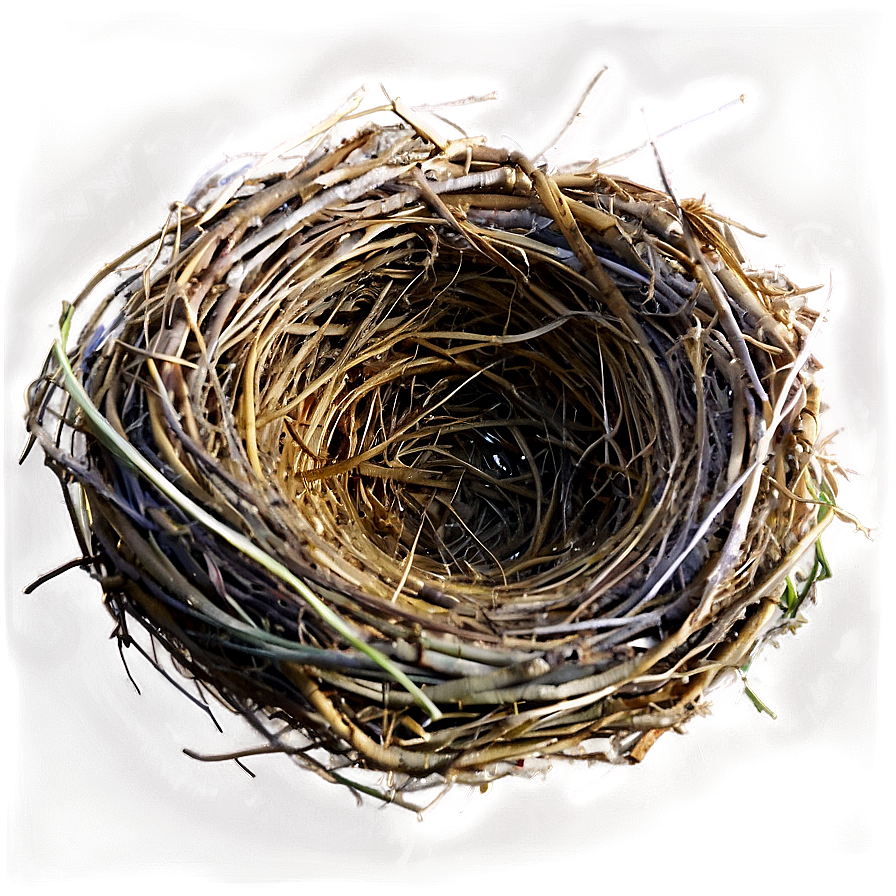 Nest On Ground Png Wjr PNG image