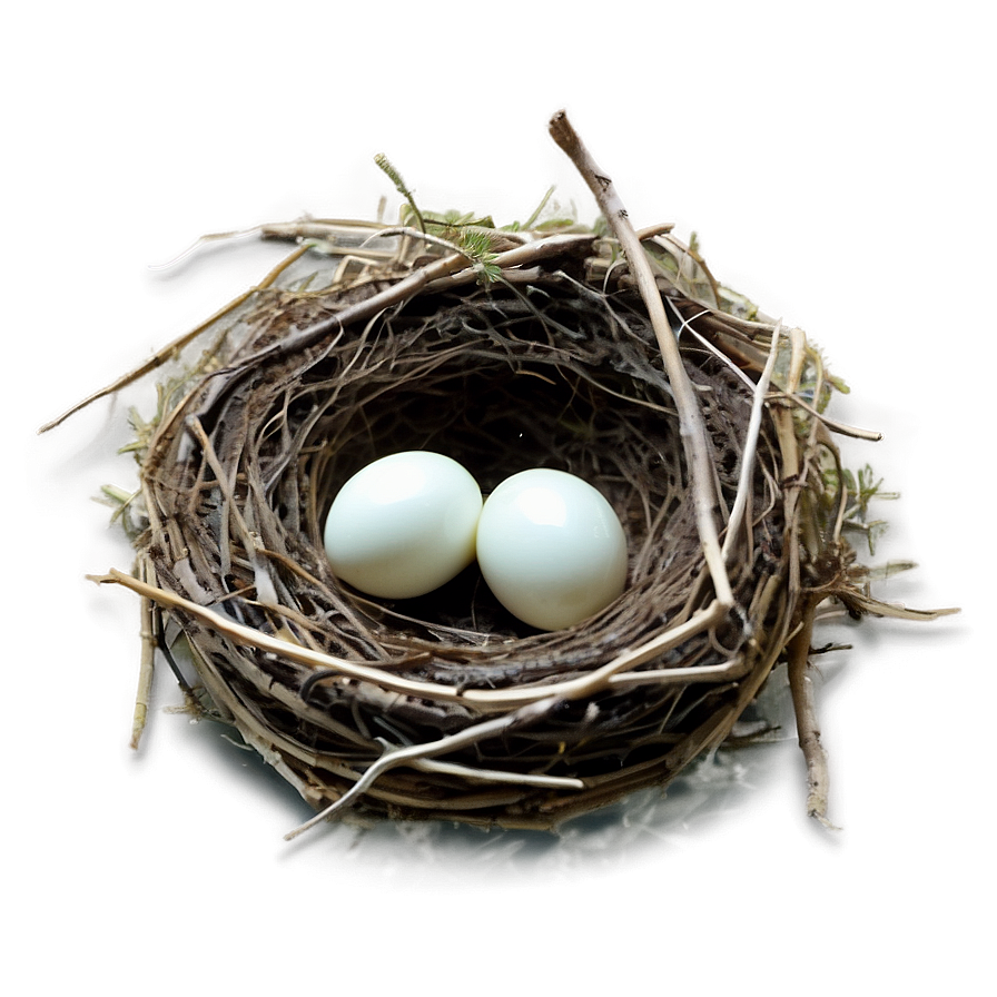 Nest Under Leaves Png 64 PNG image