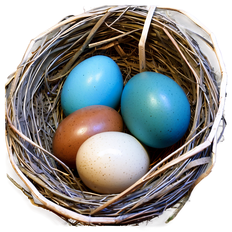 Nest With Blue Eggs Png Whq33 PNG image