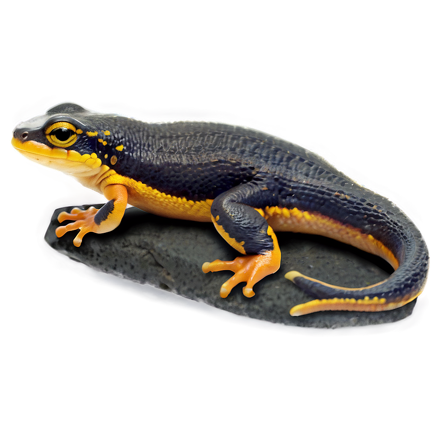 Newt On Rock Png 06242024 PNG image