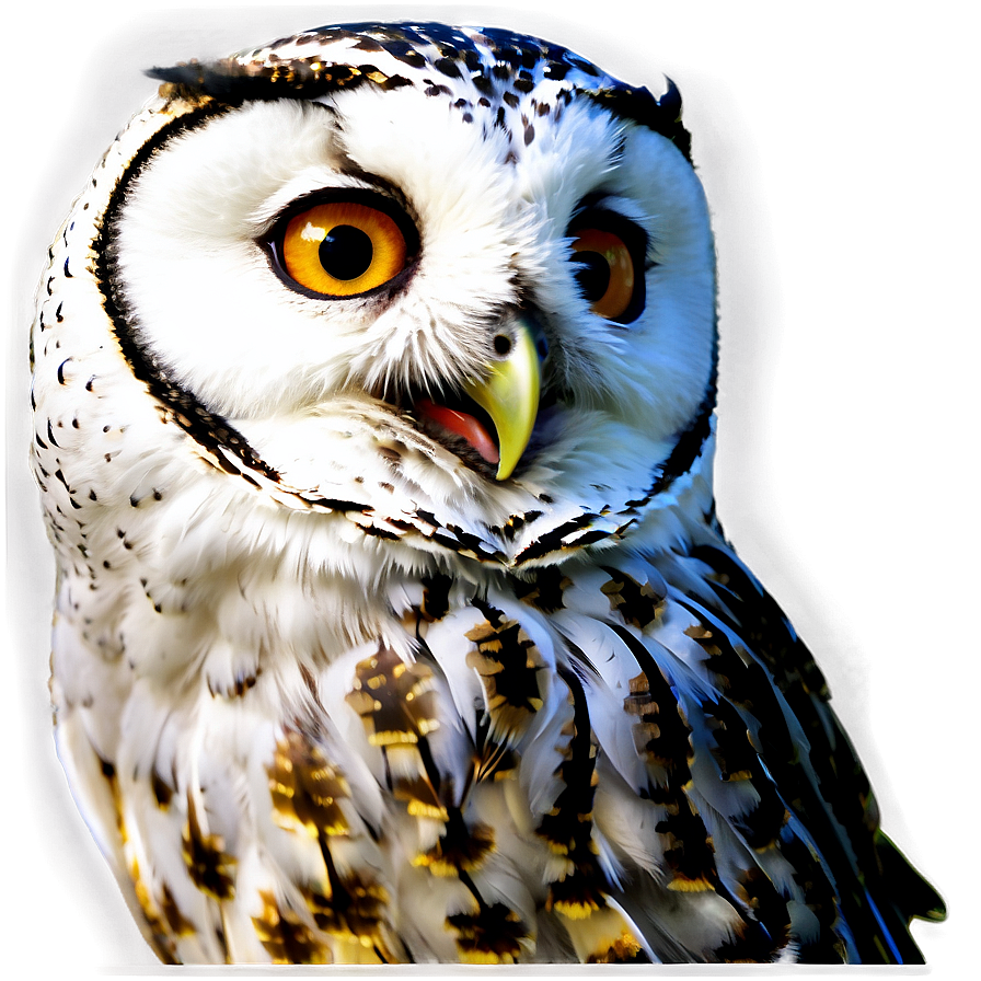 Night Owl Png Chv58 PNG image