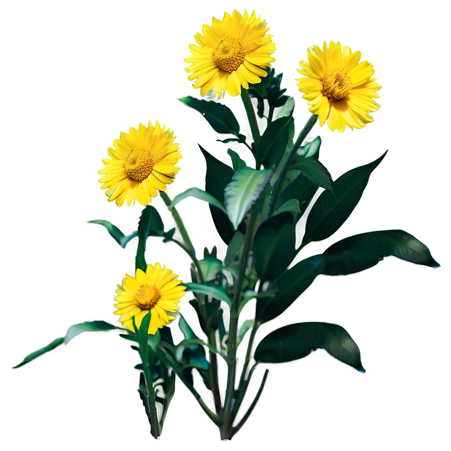 North Dakota State Flower Png 68 PNG image