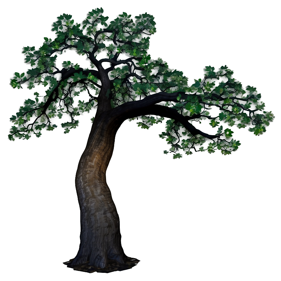 Oak Tree At Dawn Png 06262024 PNG image