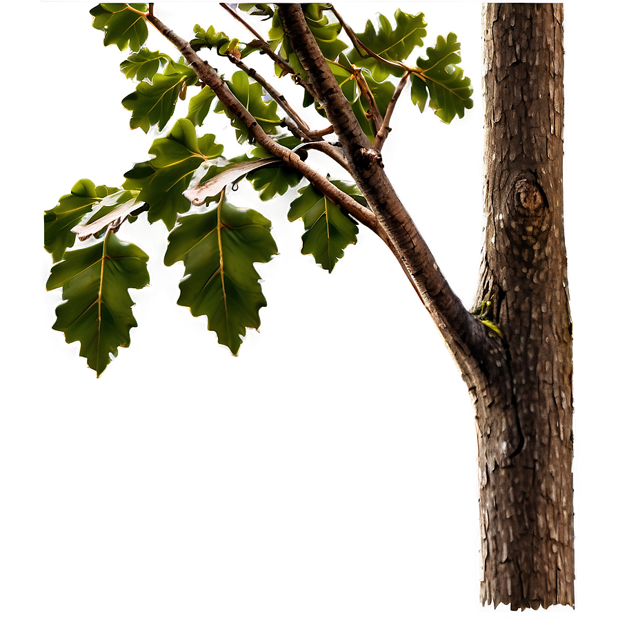 Oak Tree Branch Png 3 PNG image