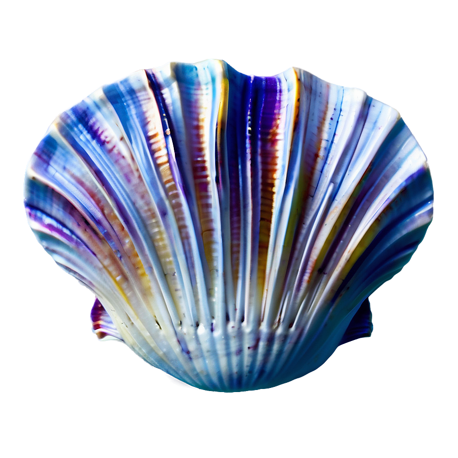 Ocean Clam Shell Png 52 PNG image