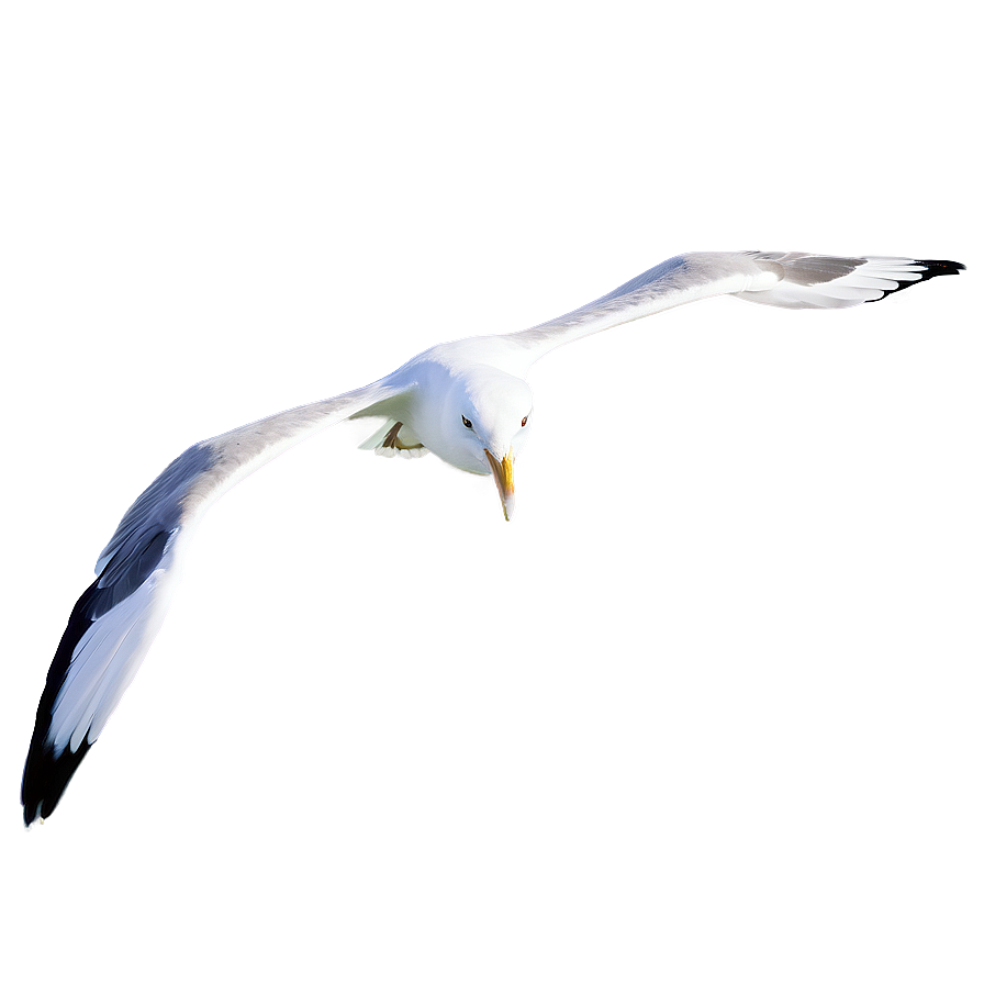 Ocean Seagulls Flying Png 50 PNG image