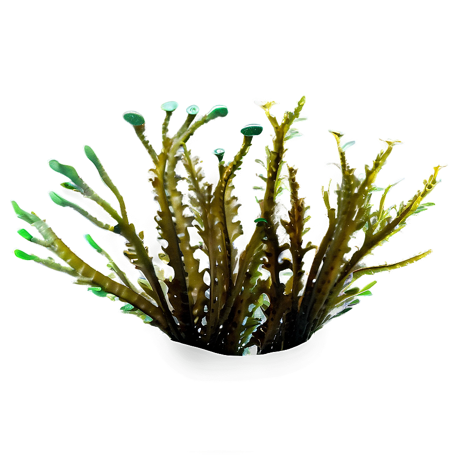 Ocean Seaweed Forest Png Ljx99 PNG image