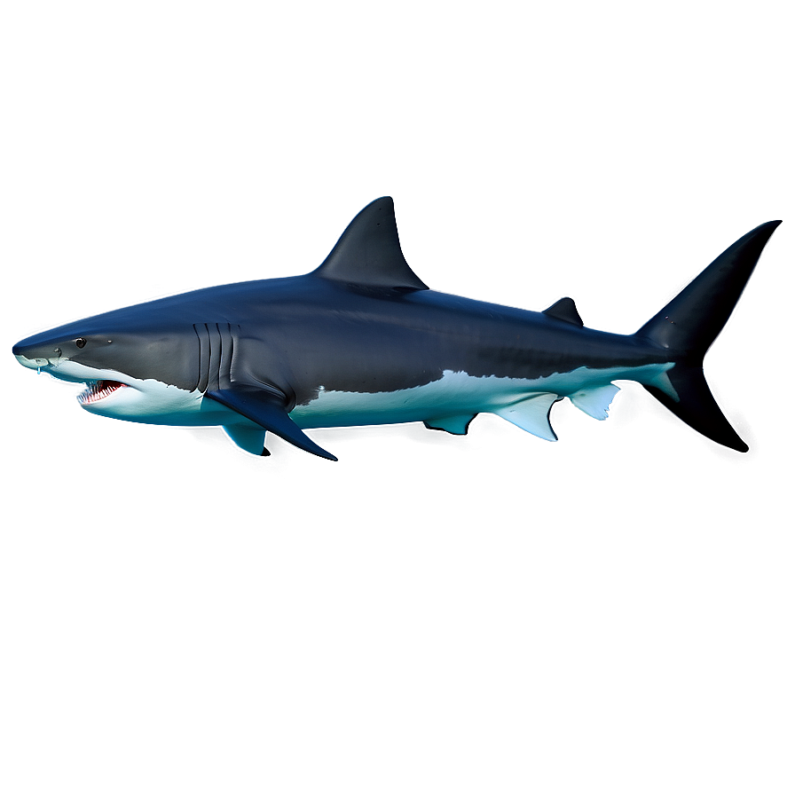 Ocean Shark Encounter Png 71 PNG image