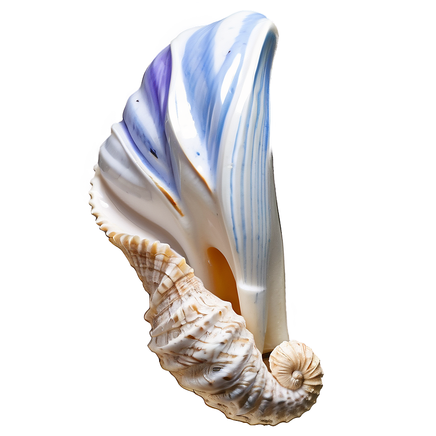 Ocean Shells Assortment Png Tta47 PNG image