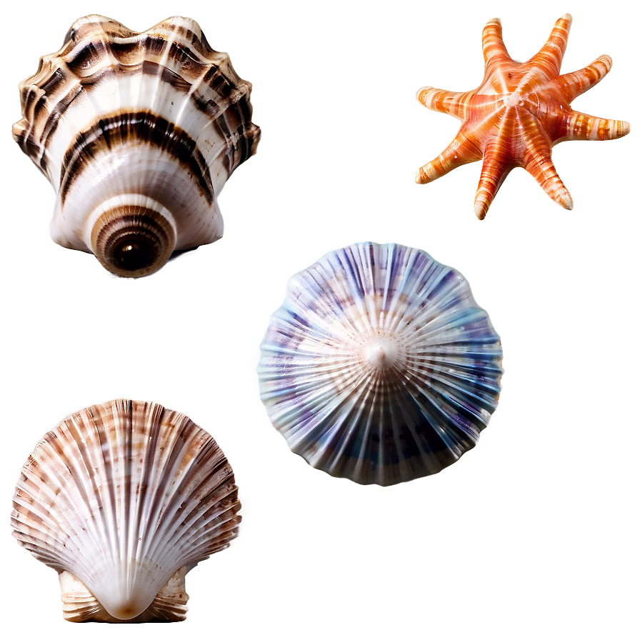 Oceanic Seashells Png Uhb PNG image