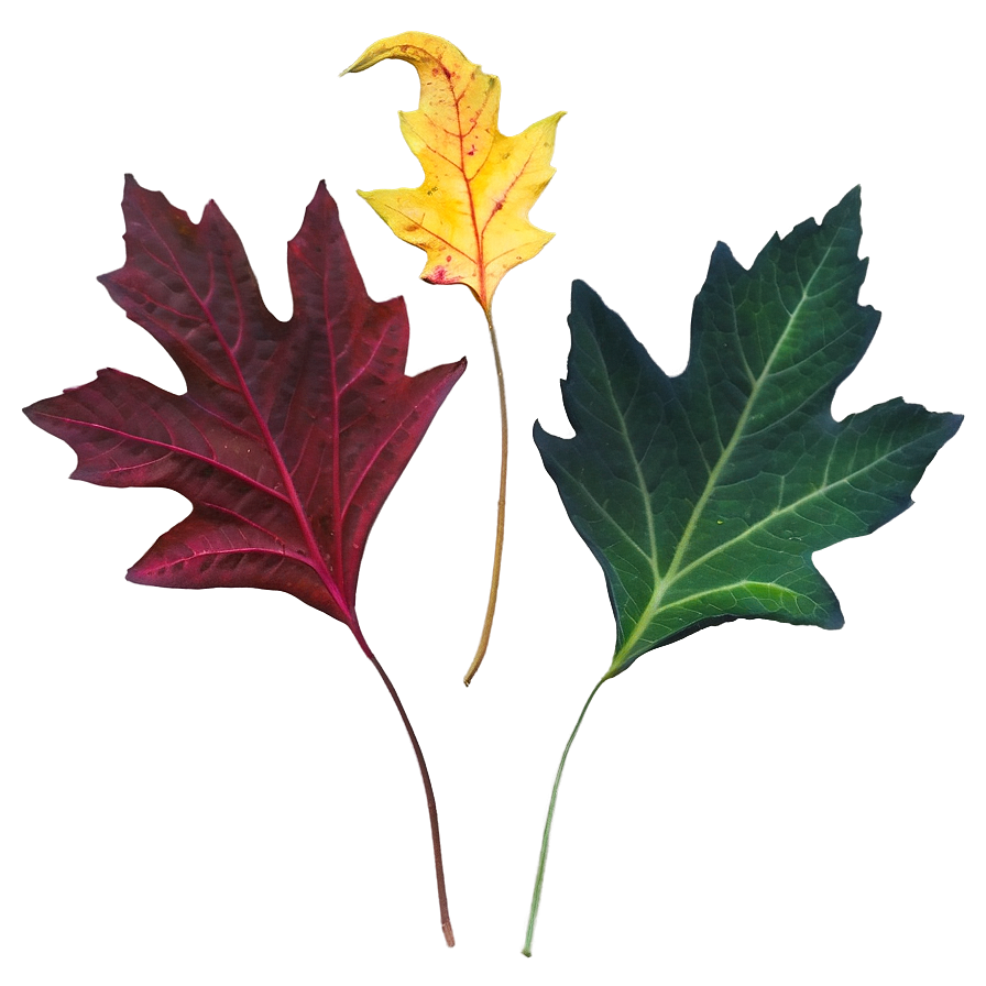 October Leaves Png 05042024 PNG image