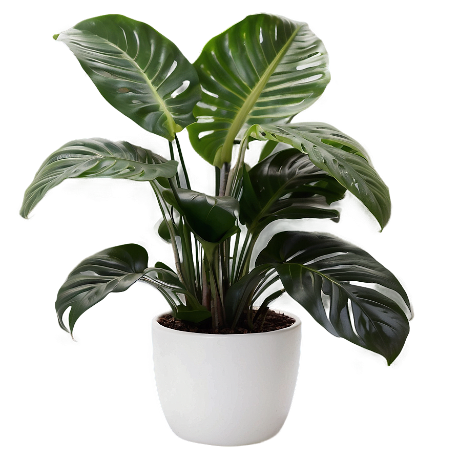 Office Floor Plant Png Rty PNG image