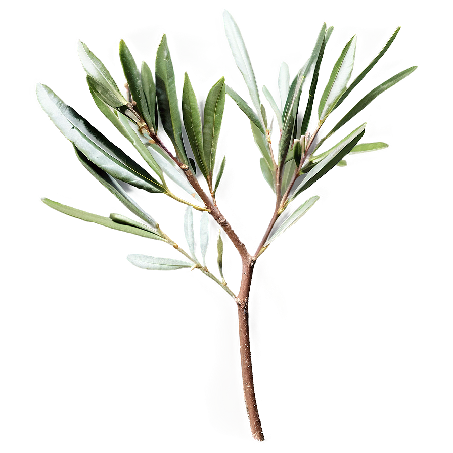 Olive Laurel Branch Png Dqp PNG image