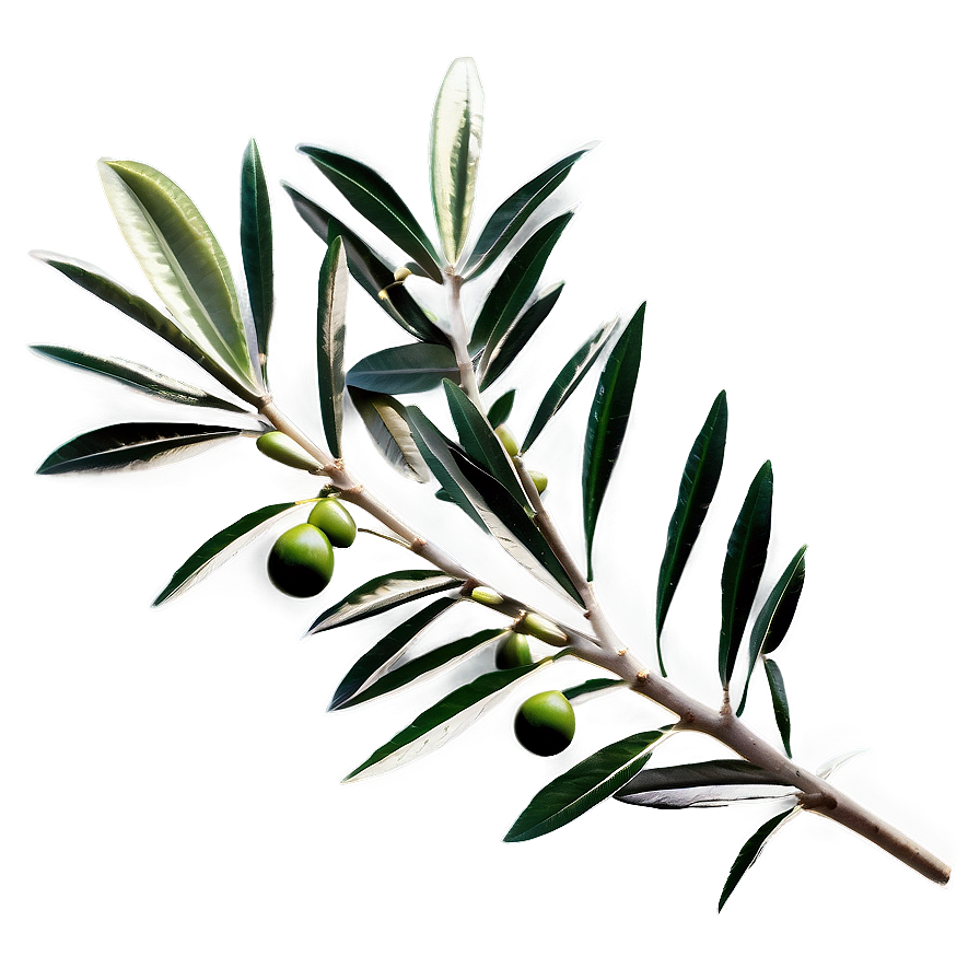 Olive Laurel Branch Png Njw76 PNG image